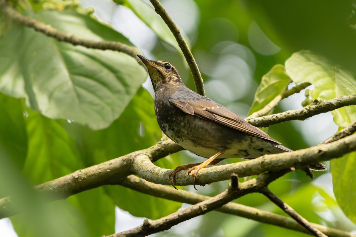 Zorzal Siberiano - ML646503501