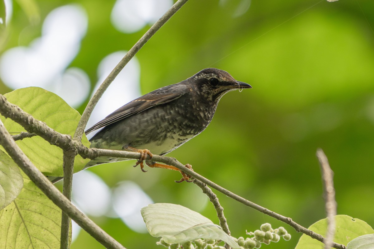 Zorzal Siberiano - ML646503502