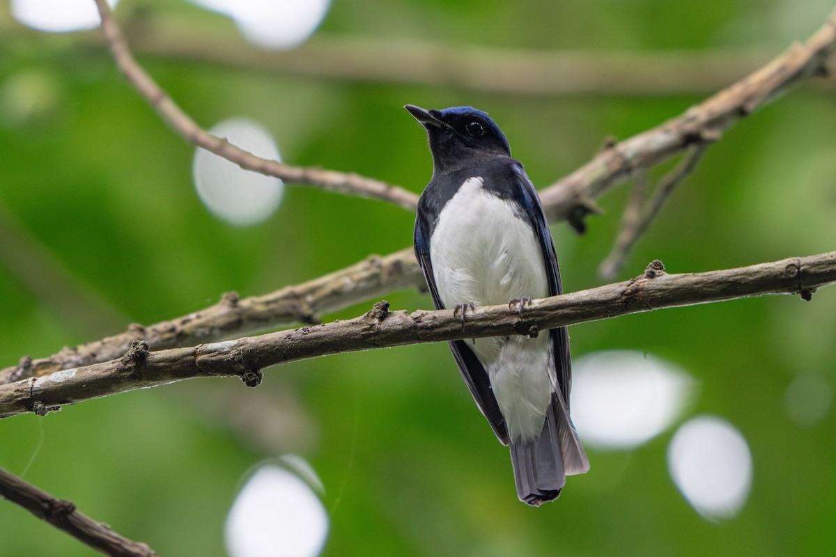 Papamoscas Azul - ML646503503