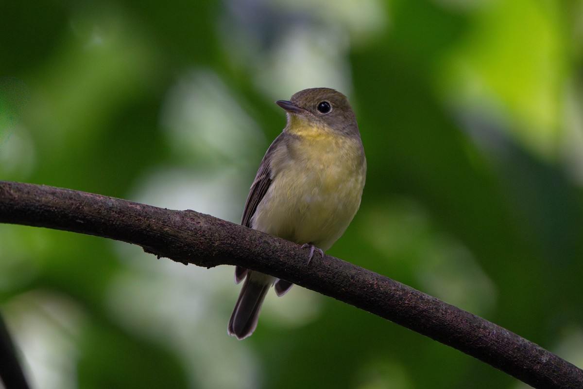 Papamoscas de Elise - ML646503505