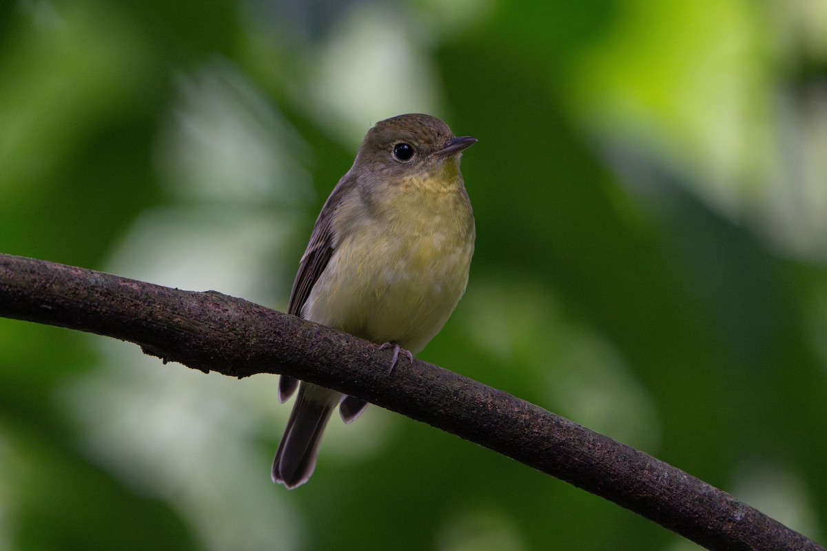 Papamoscas de Elise - ML646503506