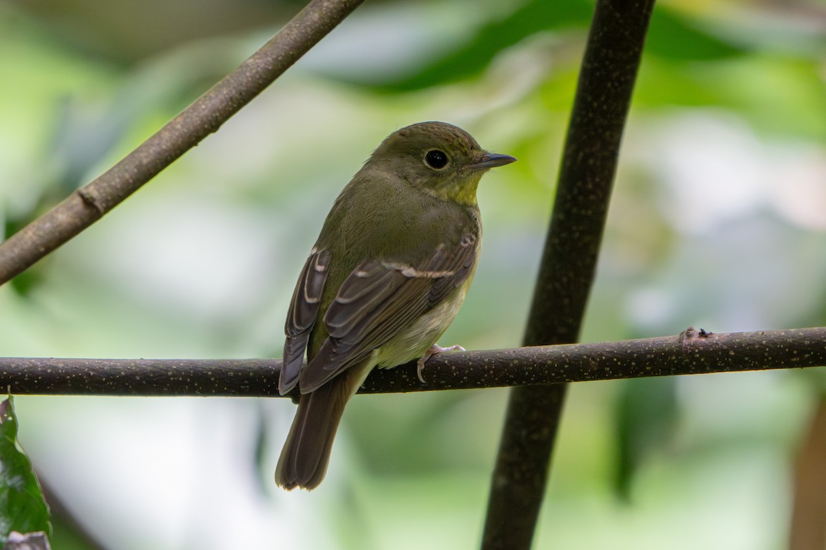 Papamoscas de Elise - ML646503507