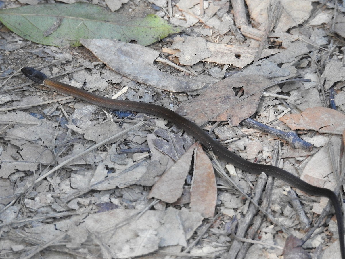 Chinese Many-tooth Snake - ML646503508
