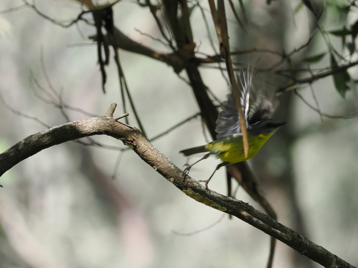 gulbrystflueskvett - ML646503509