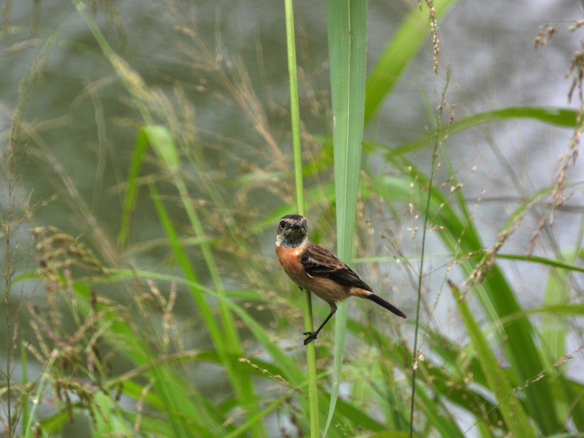 דוחל כתום-שת - ML646503510