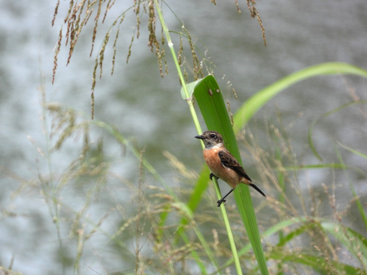דוחל כתום-שת - ML646503511