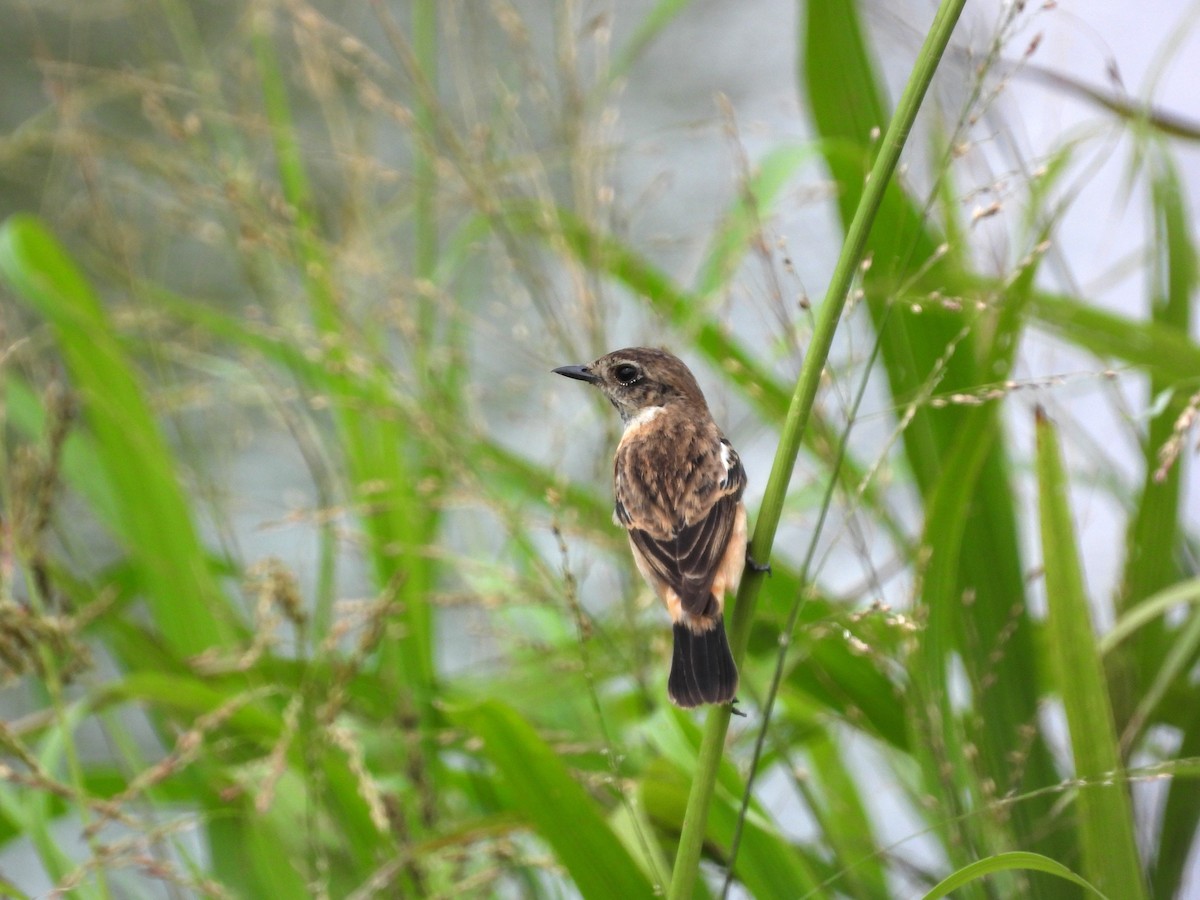 דוחל כתום-שת - ML646503512