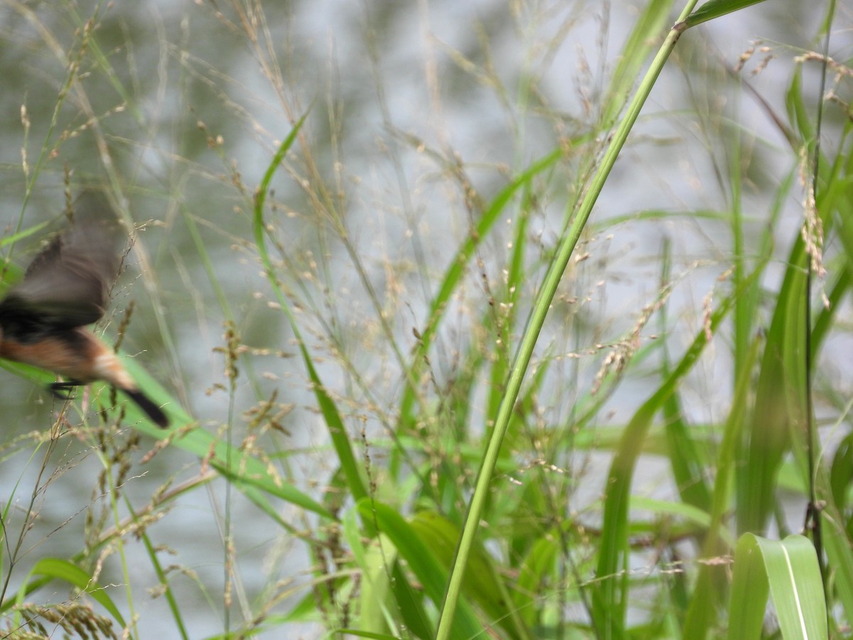 דוחל כתום-שת - ML646503513