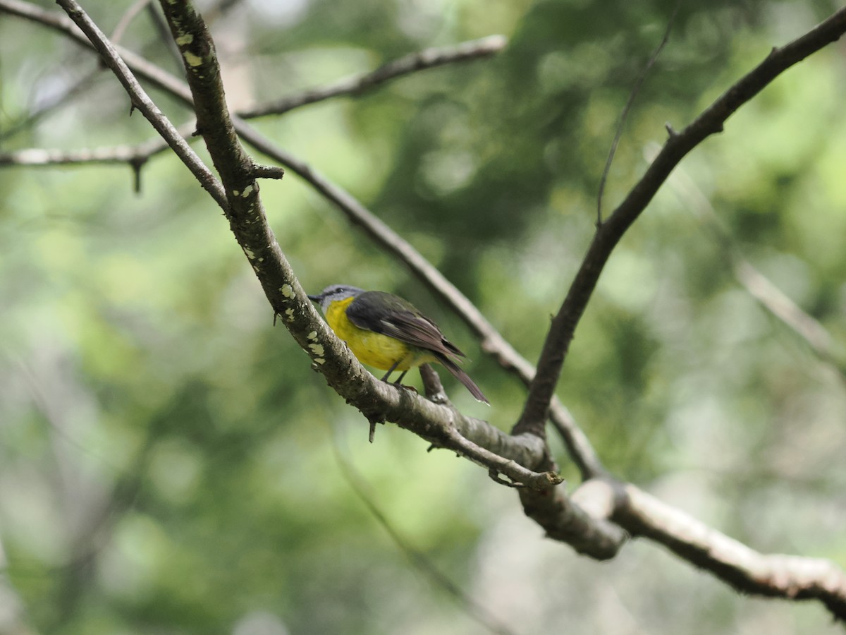 gulbrystflueskvett - ML646503514