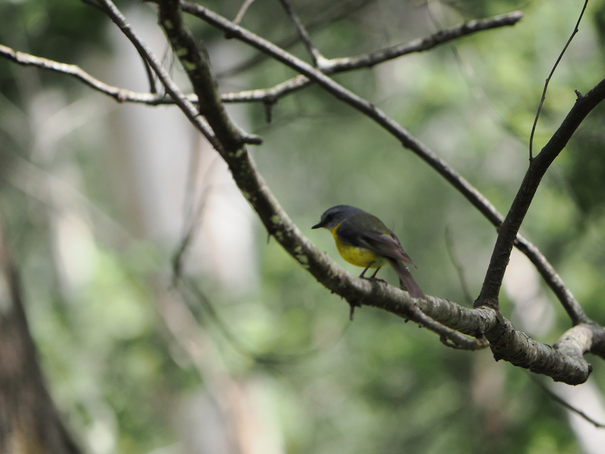 gulbrystflueskvett - ML646503515