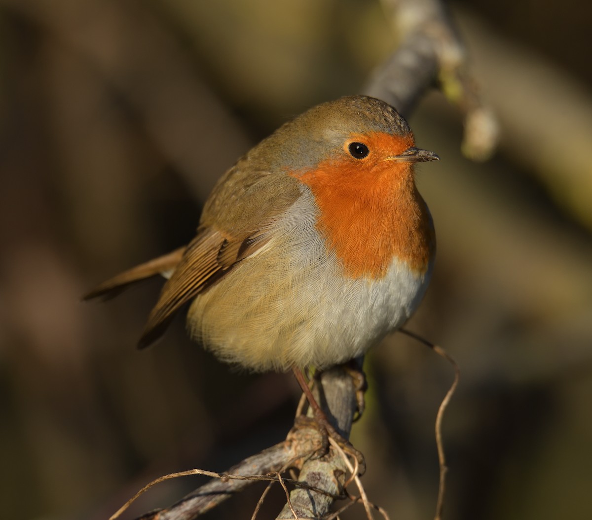 European Robin - ML646503526