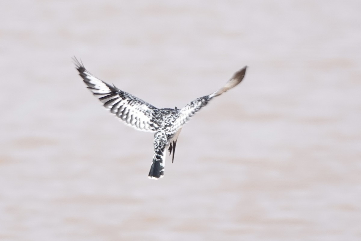 פרפור עקוד - ML646503529