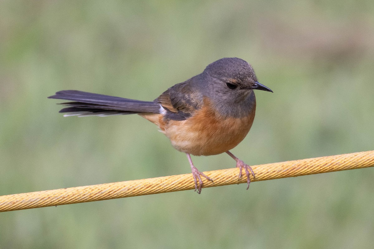 White-rumped Shama - ML646503531