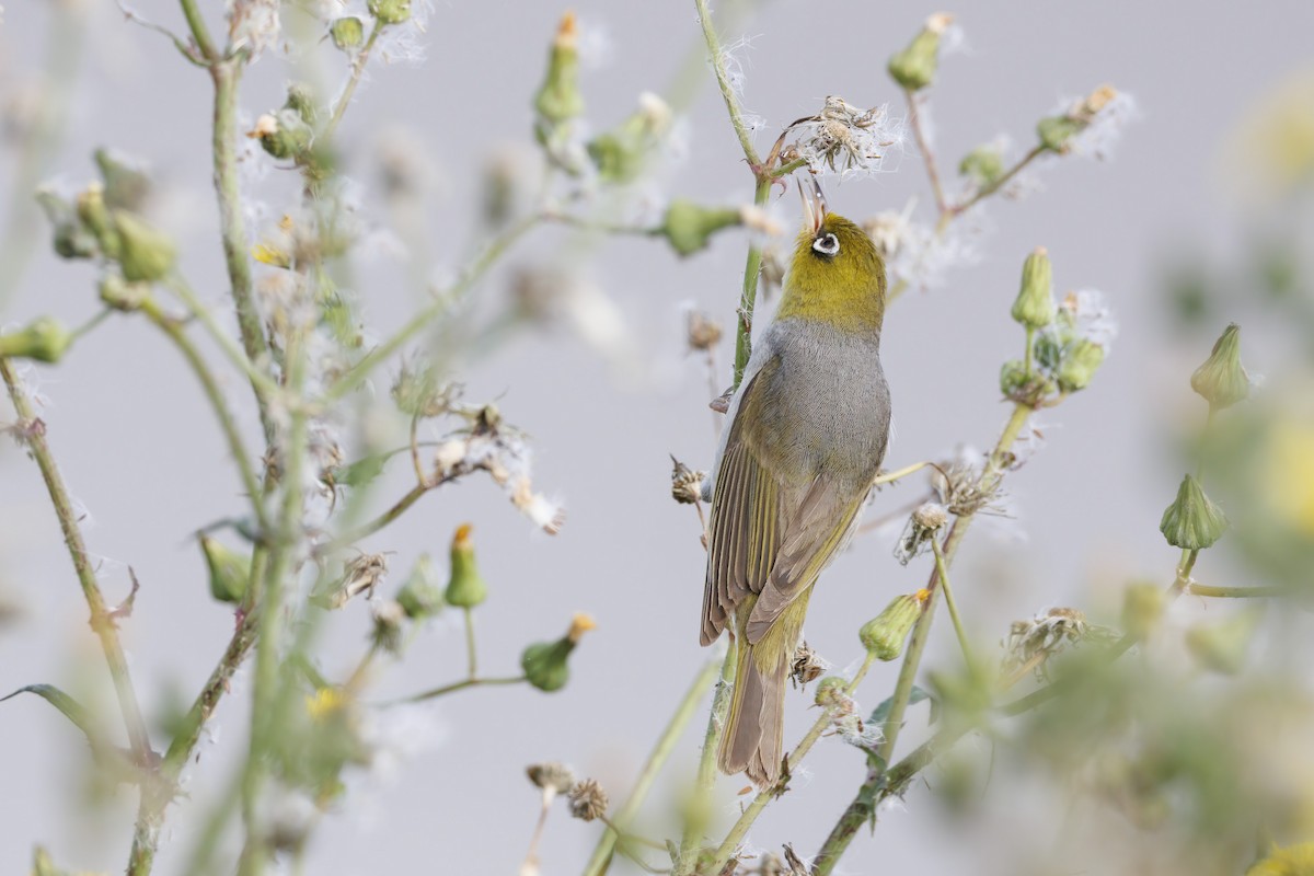 Silvereye - ML646503532