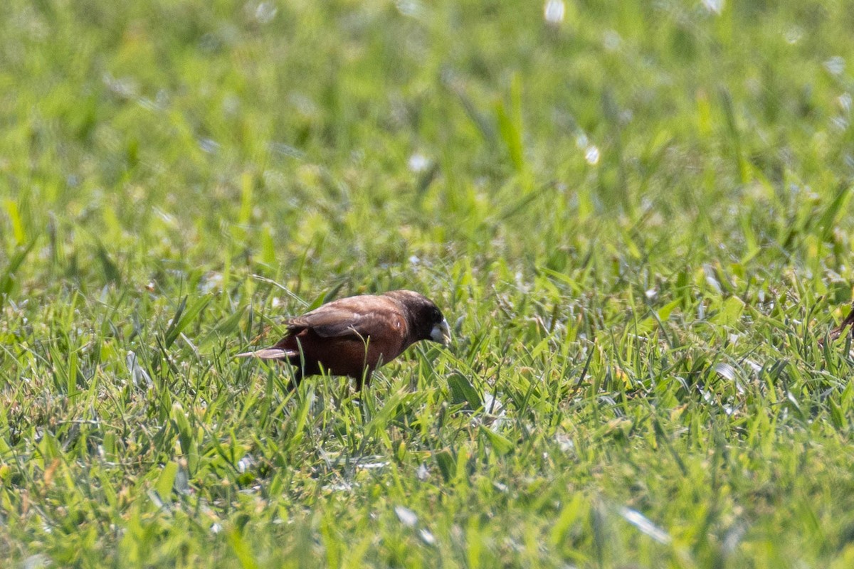 Capucin à tête noire - ML646503534