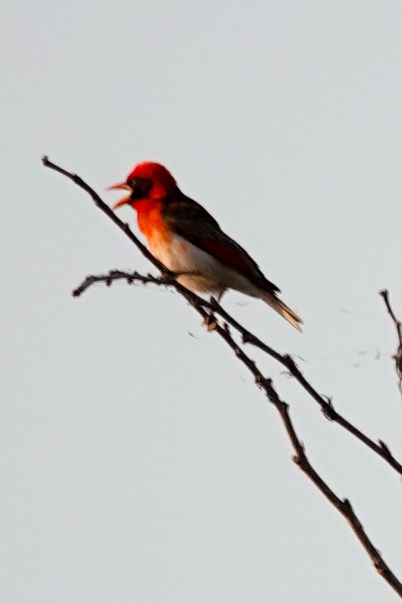 Fırfır Dokumacı - ML646503535