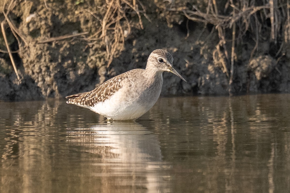 vodouš bahenní - ML646503536
