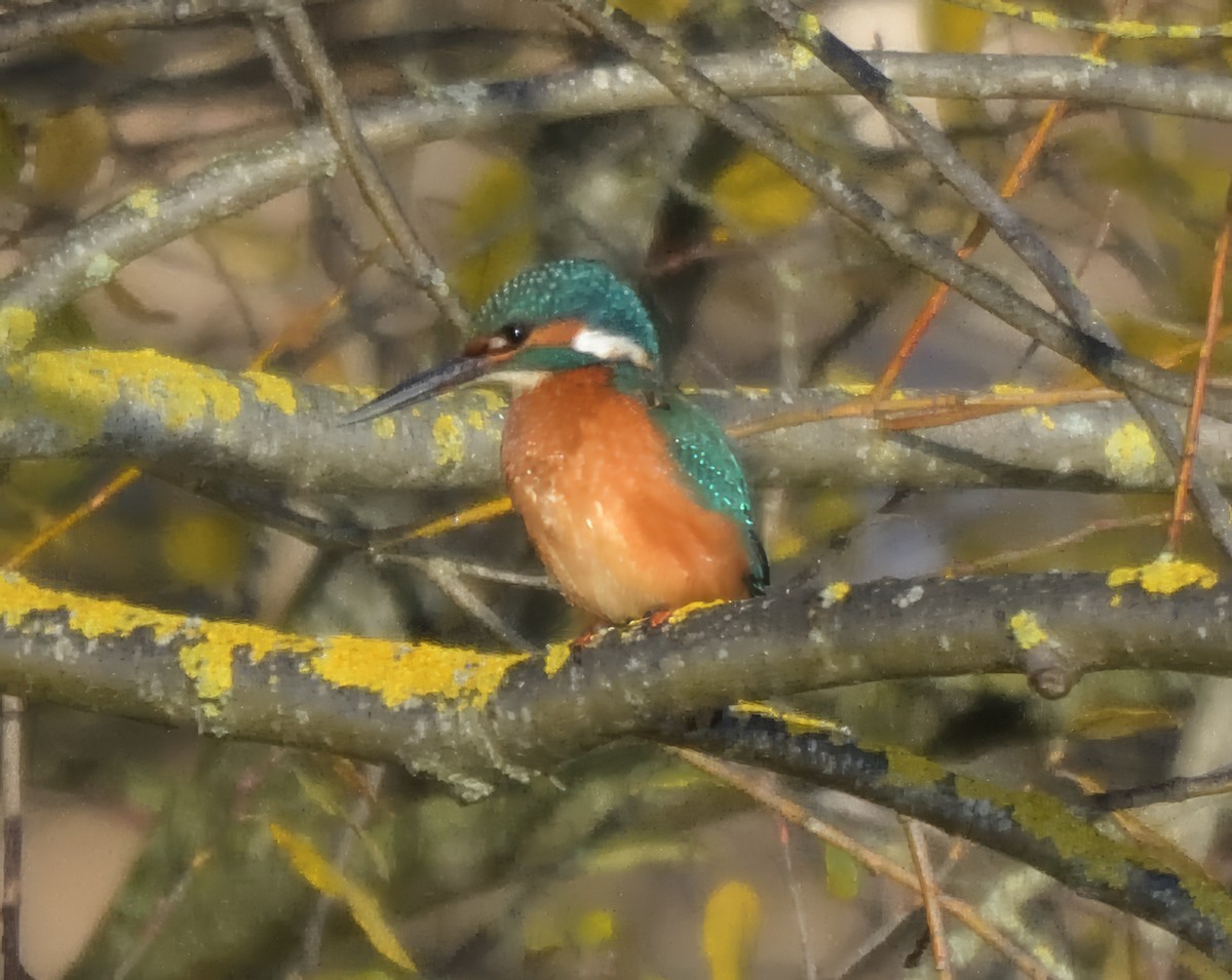 Common Kingfisher - ML646503537