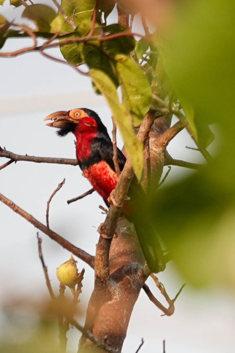 Bearded Barbet - ML646503542