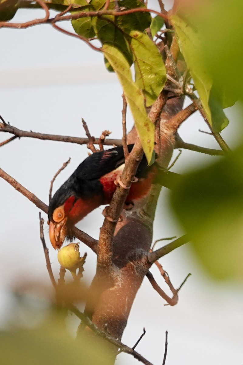 Bearded Barbet - ML646503543