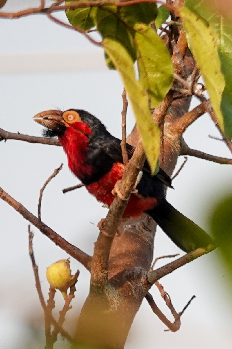 Kuşaklı Dişli Barbet - ML646503544