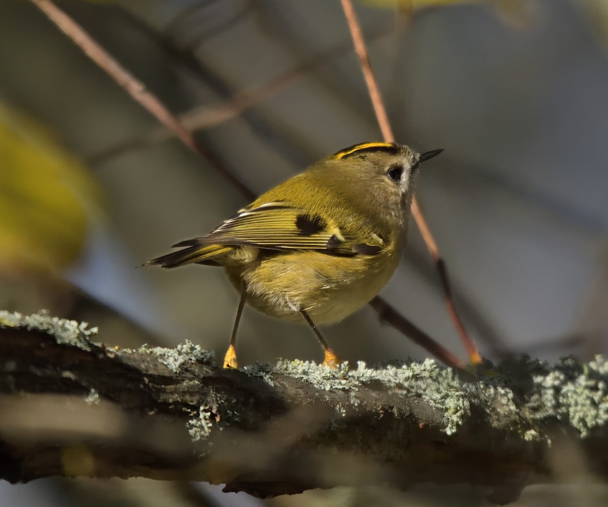 Goldcrest - ML646503549