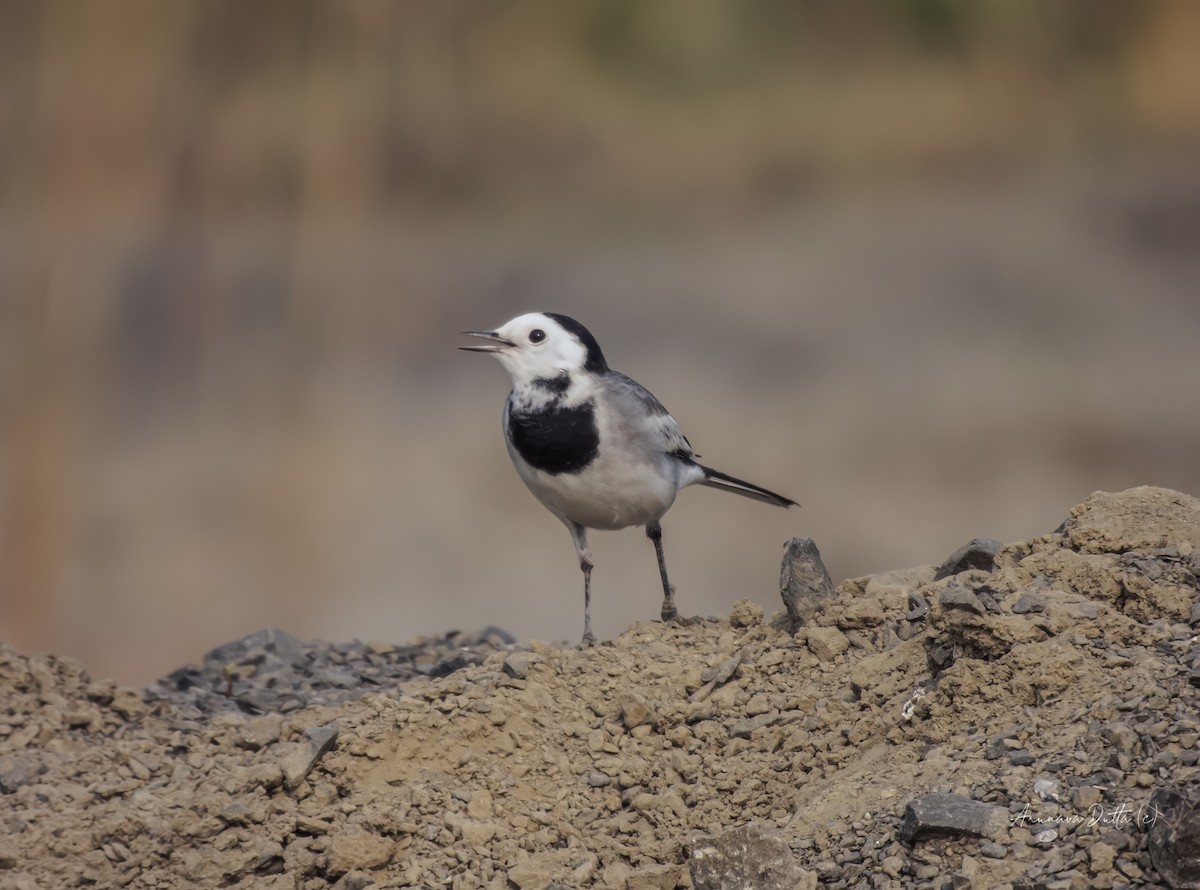 白鶺鴒 - ML646503551