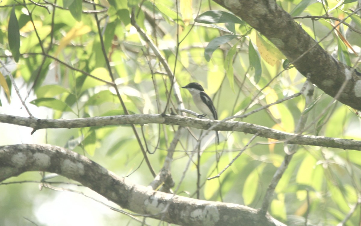 ヒタキサンショウクイ - ML646503556