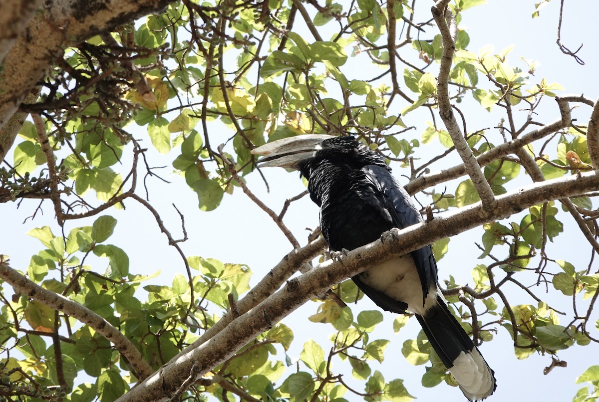 Silvery-cheeked Hornbill - ML646503557