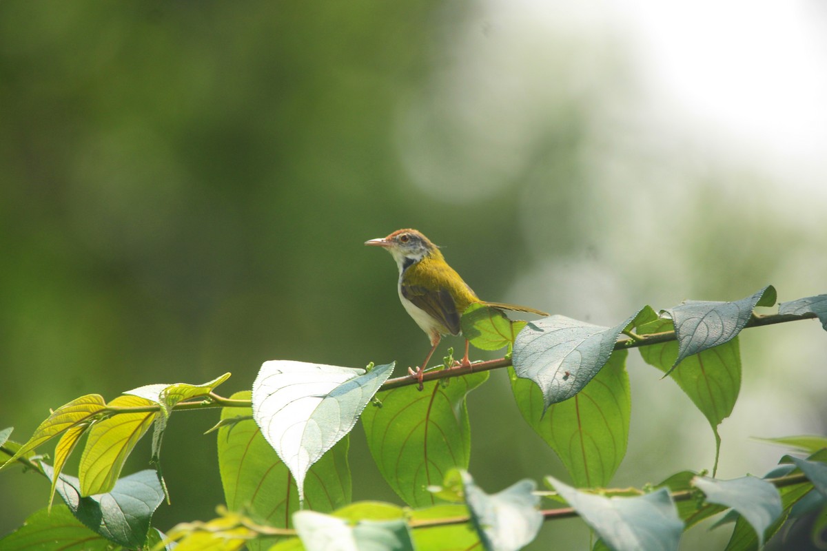 オナガサイホウチョウ - ML646503559