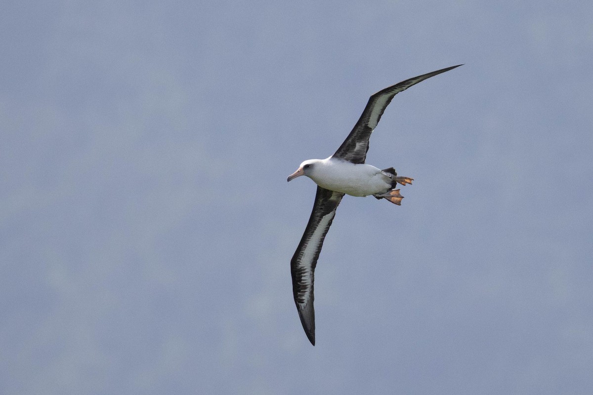 Laysan Albatross - ML646503561