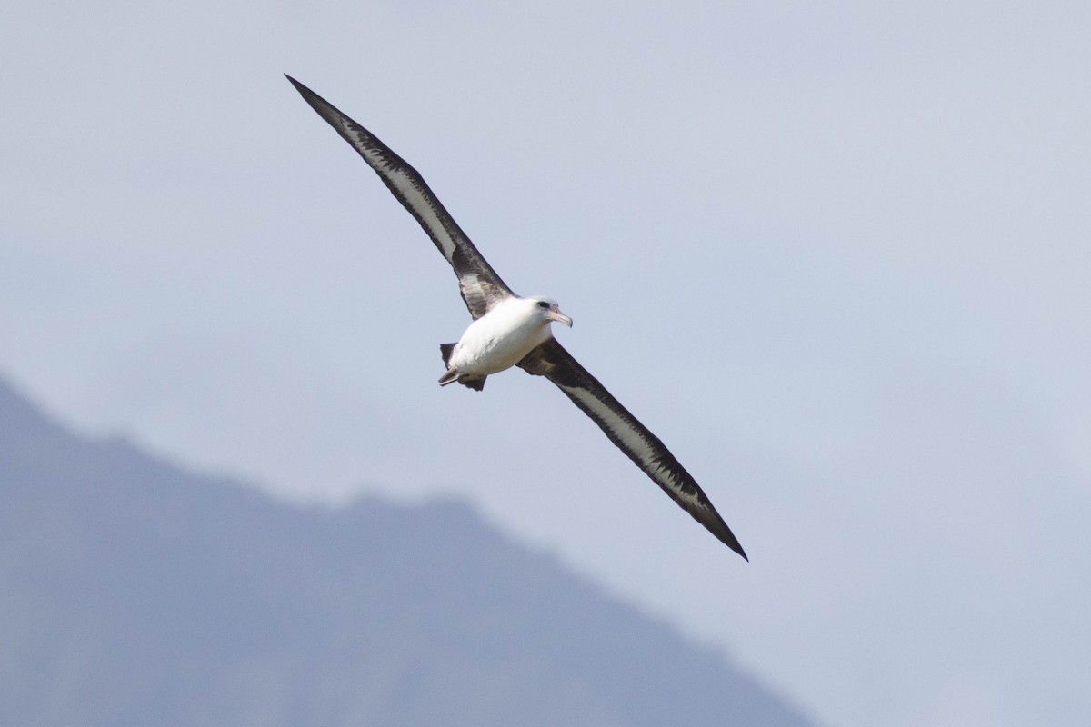 Laysan Albatross - ML646503562