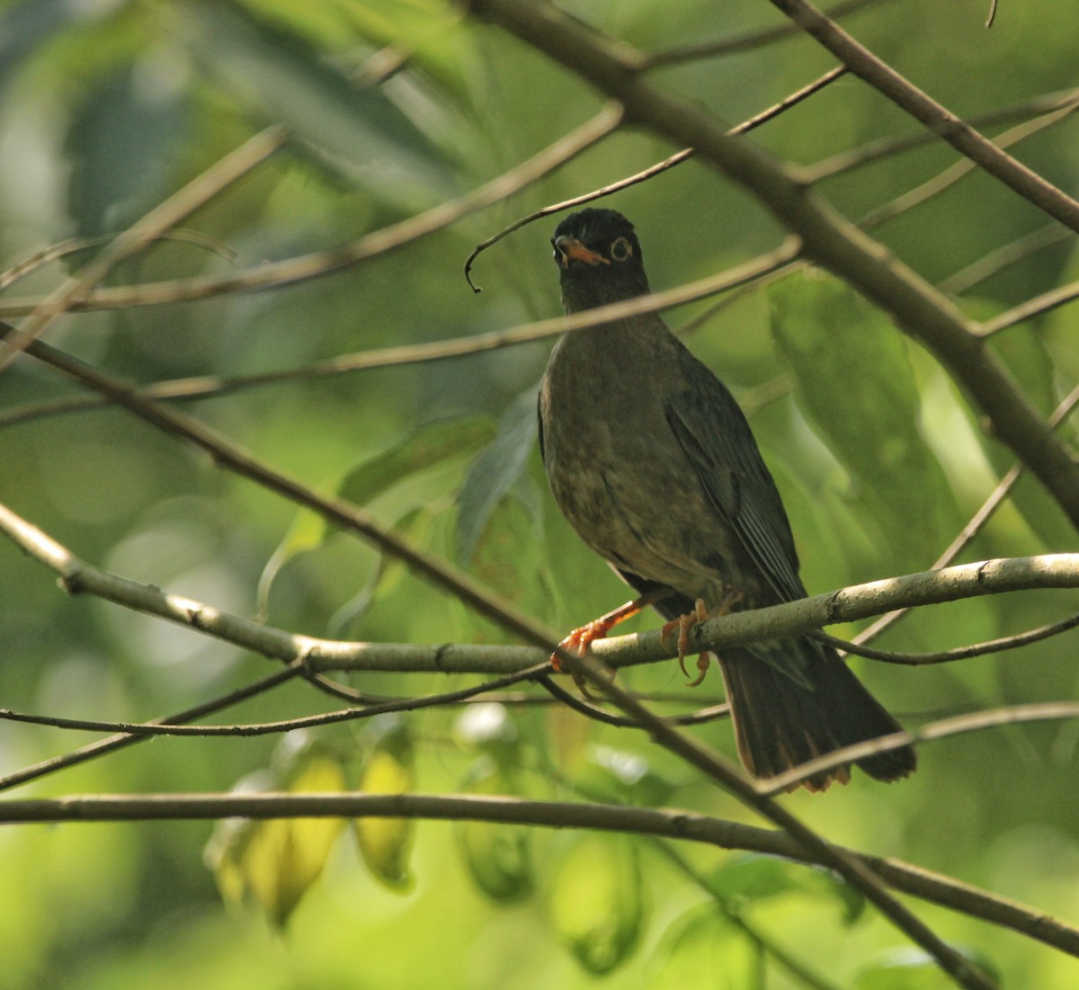 Indian Blackbird - ML646503563