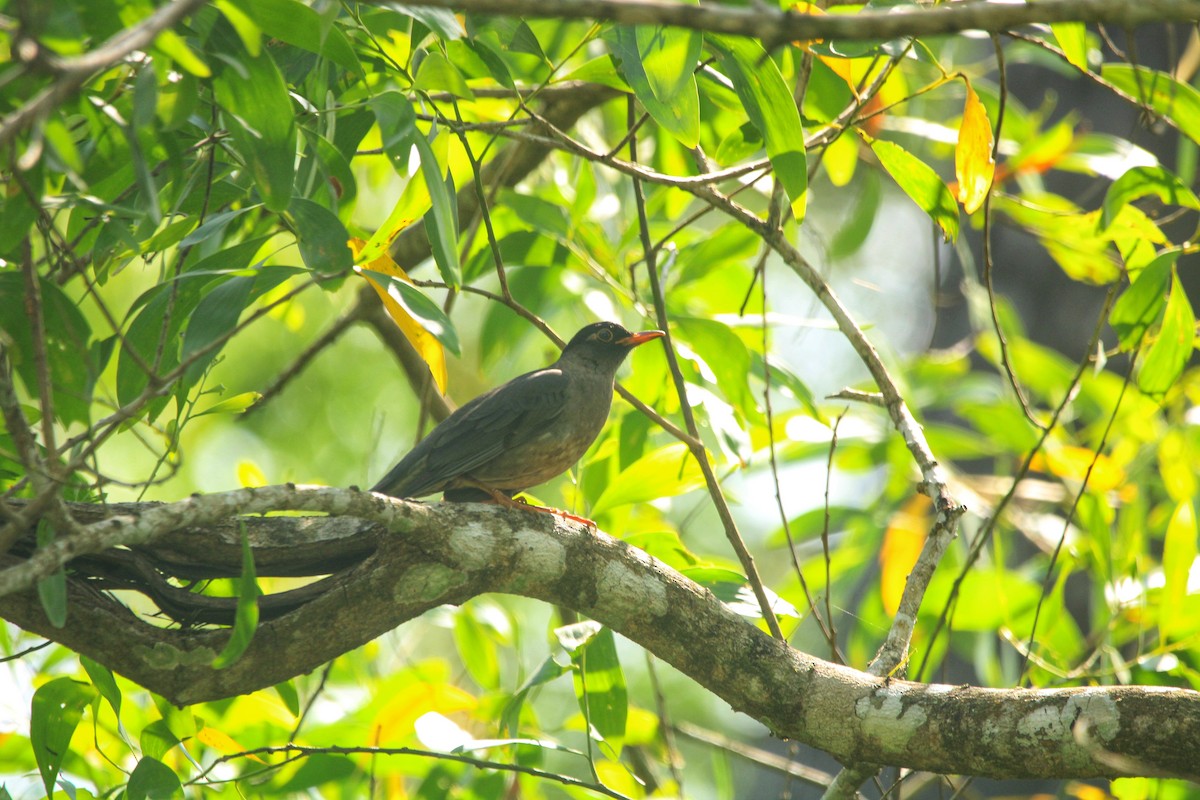 Indian Blackbird - ML646503564
