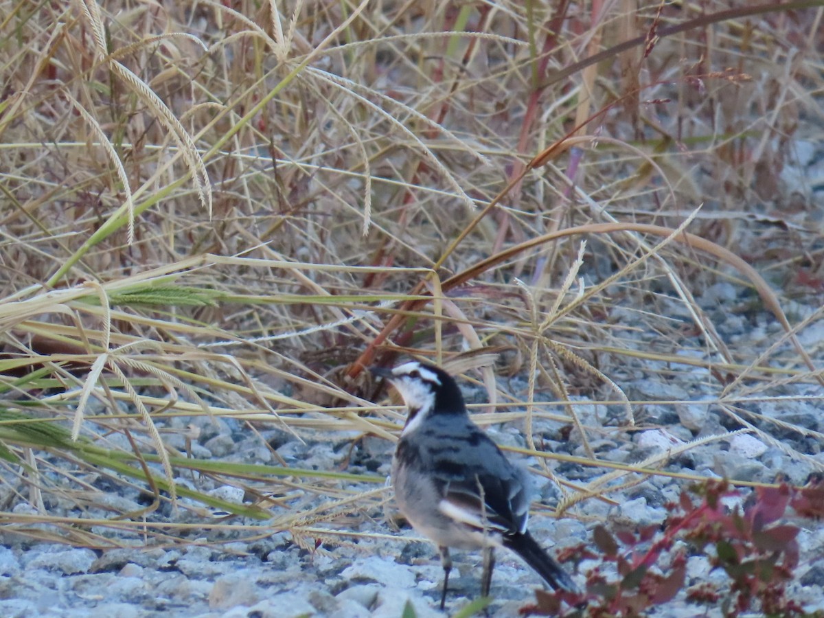 White Wagtail - ML646503565