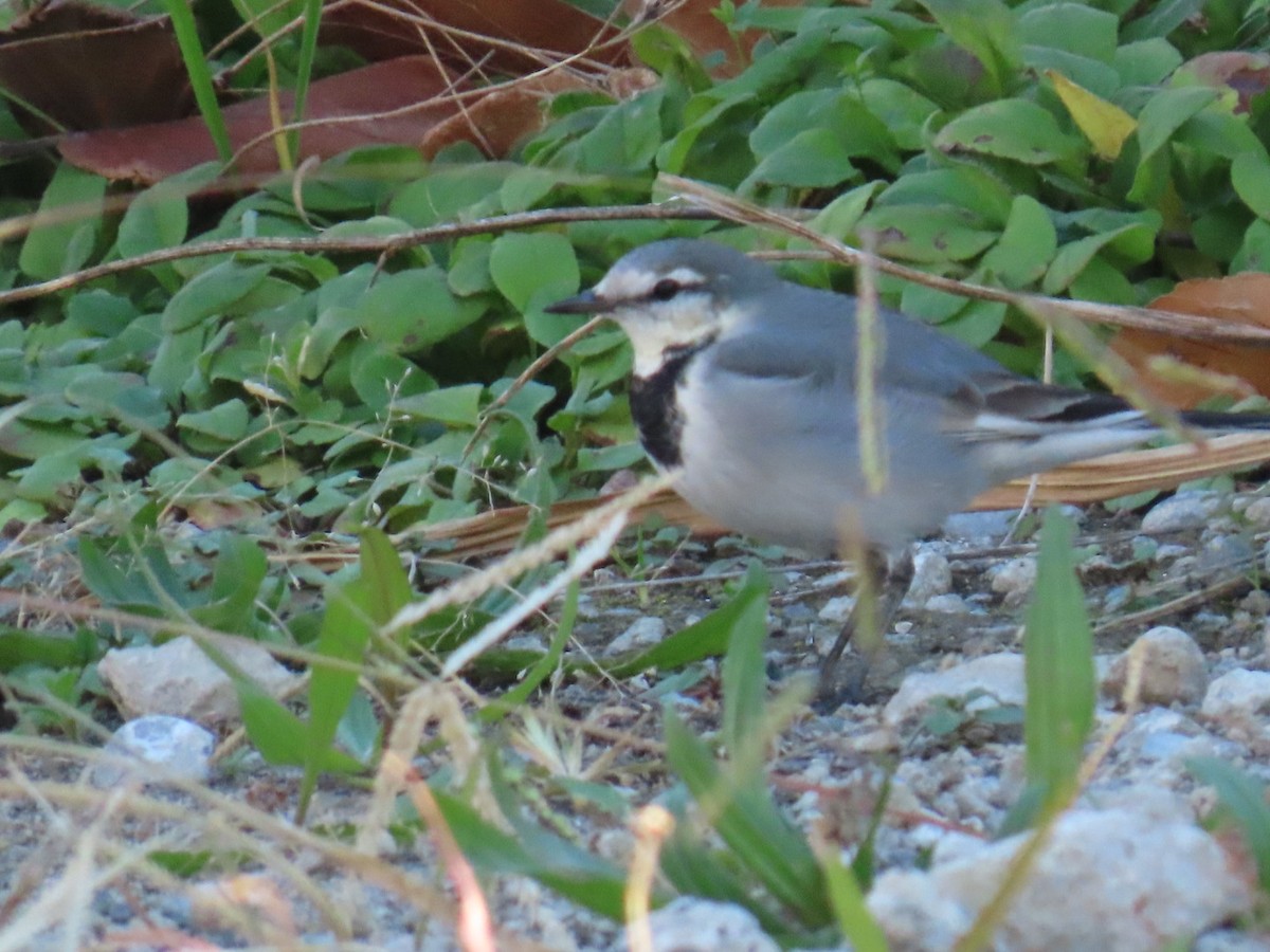 White Wagtail - ML646503566