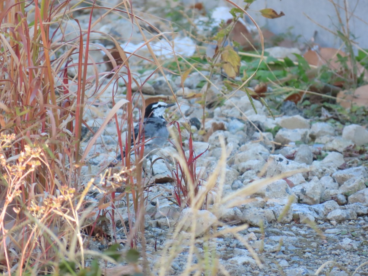 White Wagtail - ML646503567