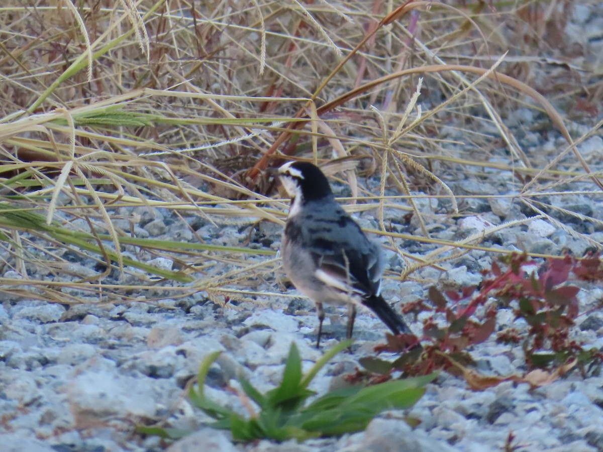 White Wagtail - ML646503568