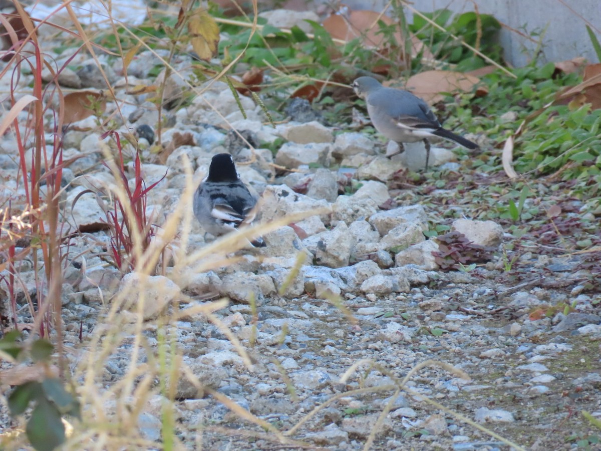 White Wagtail - ML646503569