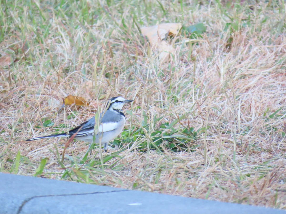 White Wagtail - ML646503570