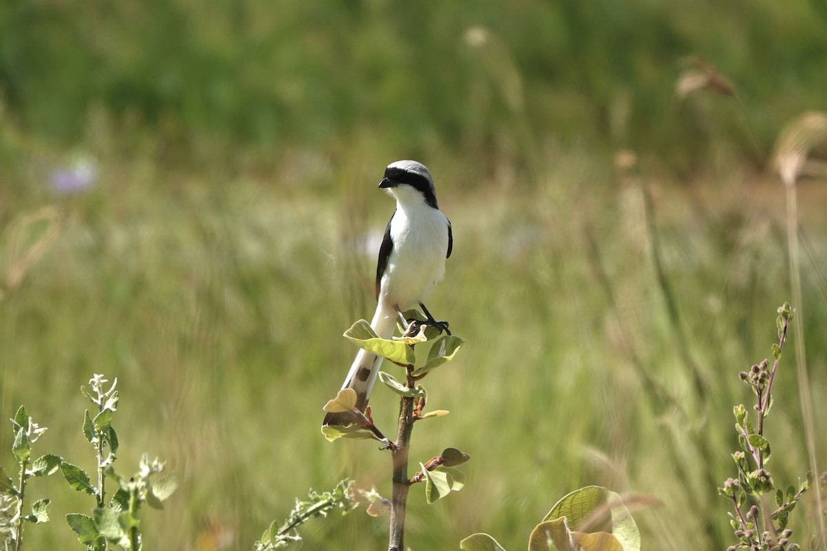 Gray-backed Fiscal - ML646503571