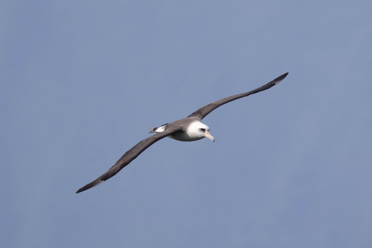 Laysan Albatross - ML646503572