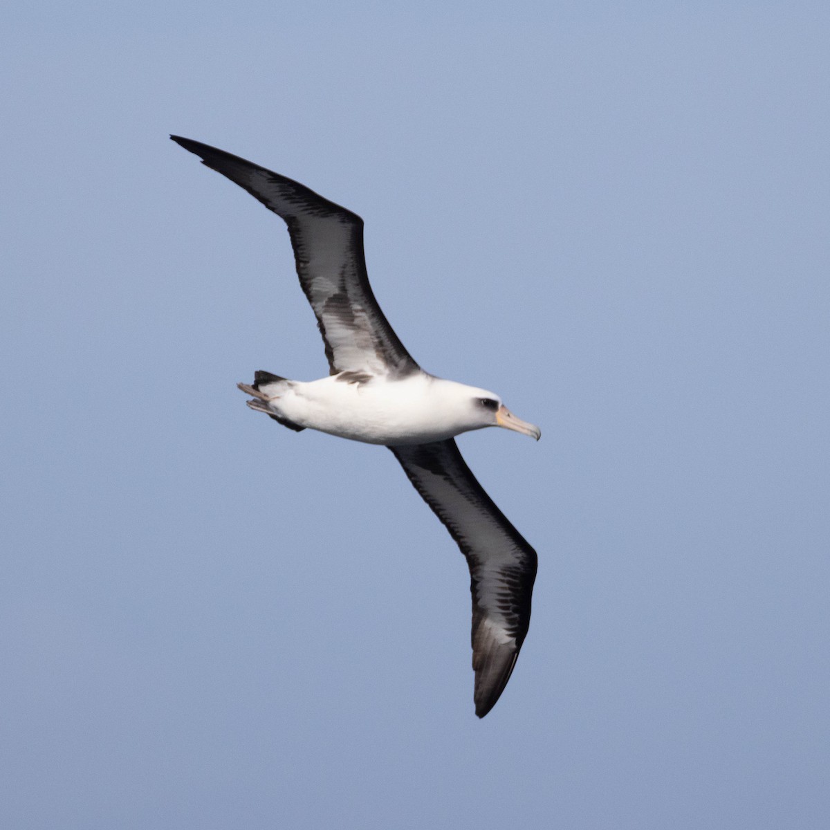 Laysan Albatross - ML646503573