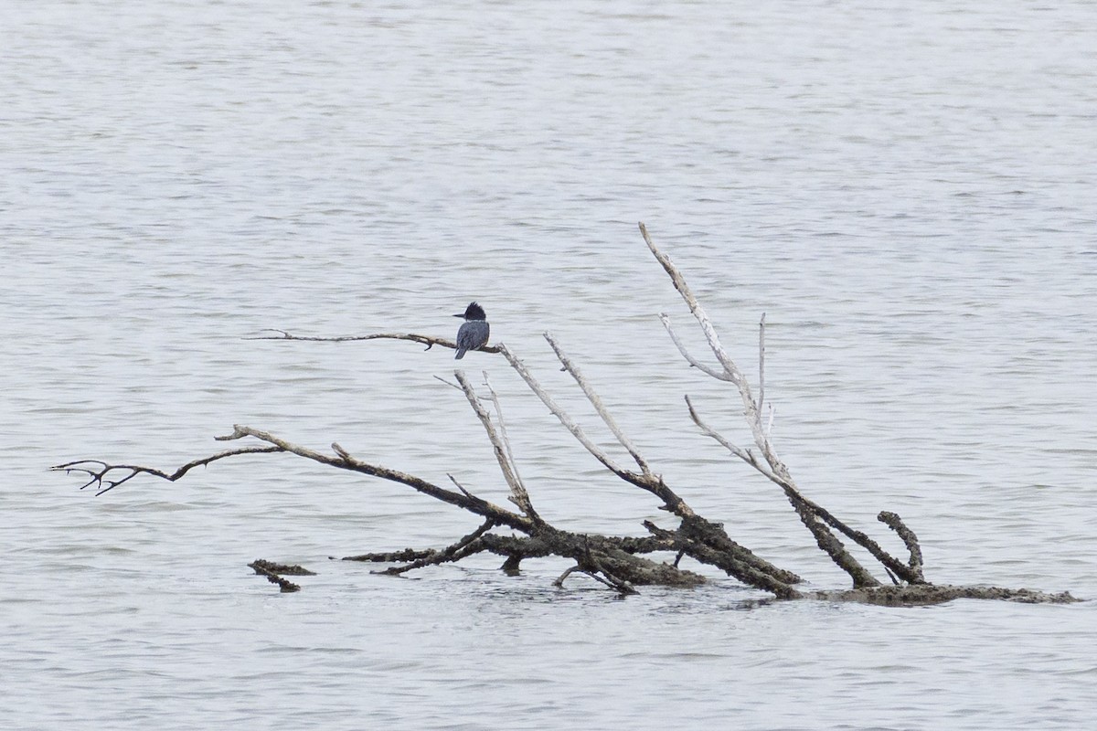 Belted Kingfisher - ML646503575