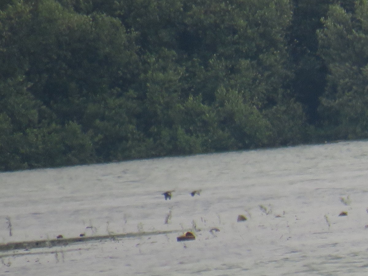 Sunda Teal - ML646503576