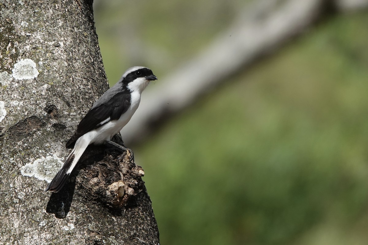 Gray-backed Fiscal - ML646503577