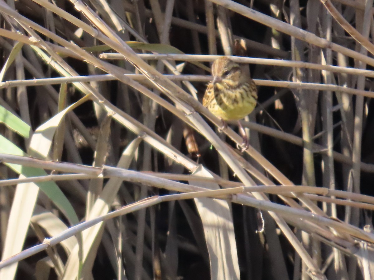 Masked Bunting - ML646503579