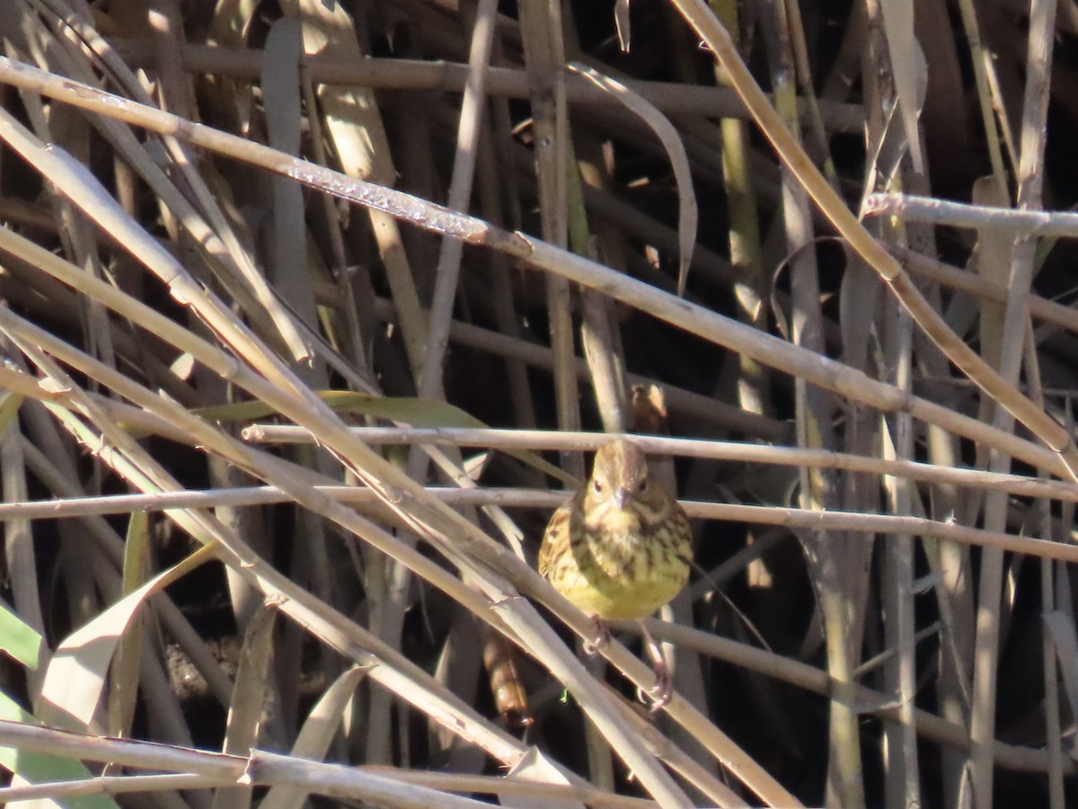 Masked Bunting - ML646503580