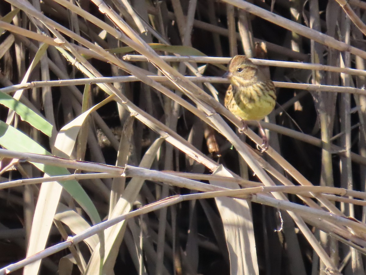 Masked Bunting - ML646503581