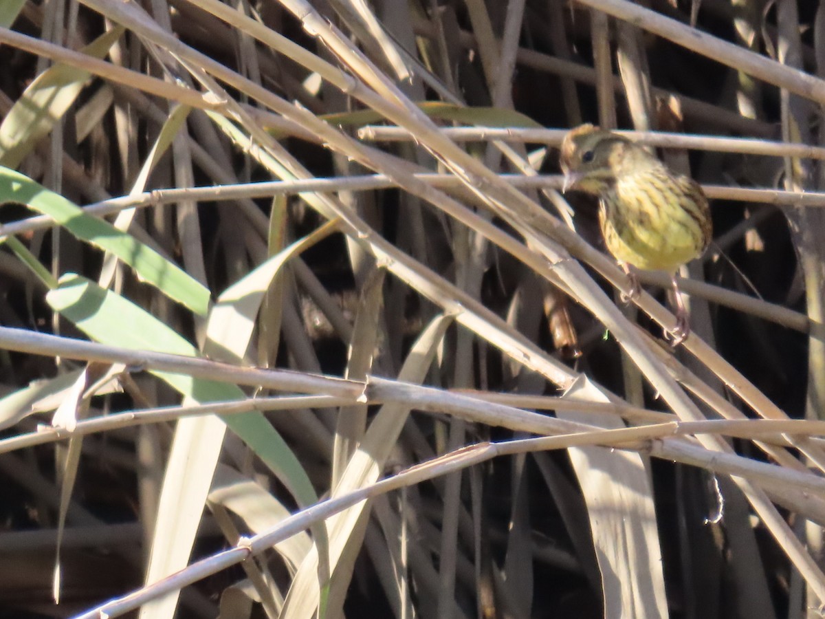 Masked Bunting - ML646503582